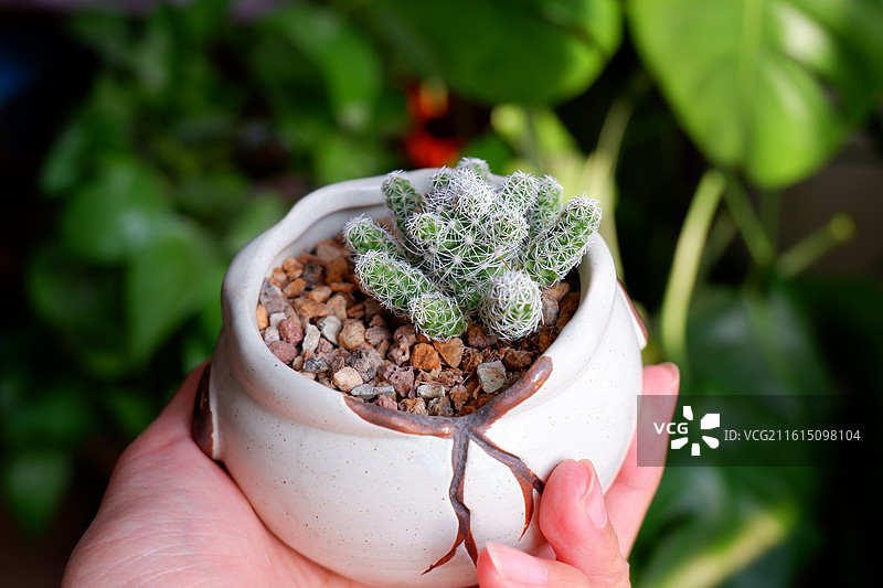 室内仙人球特写图片素材