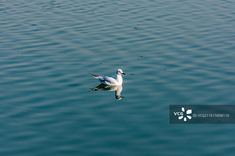 西安海鸥 红嘴鸥  候鸟迁徙图片素材