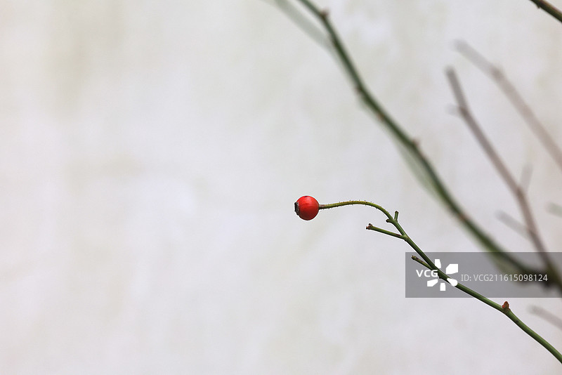 冬日里的一点红图片素材