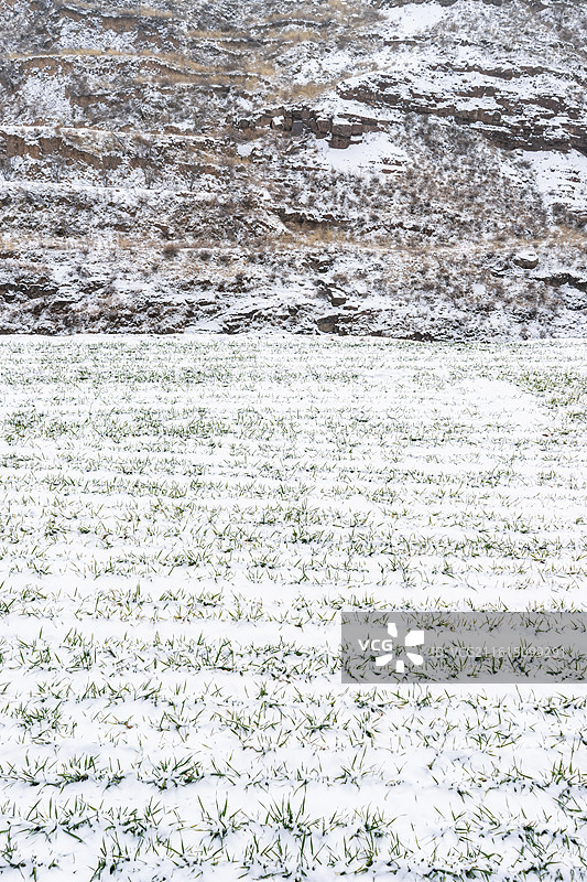 中国野生植物和野外植物拍摄主题，春天的田地里生长出一片绿色的小麦麦田，户外白昼无人图像摄影图片素材