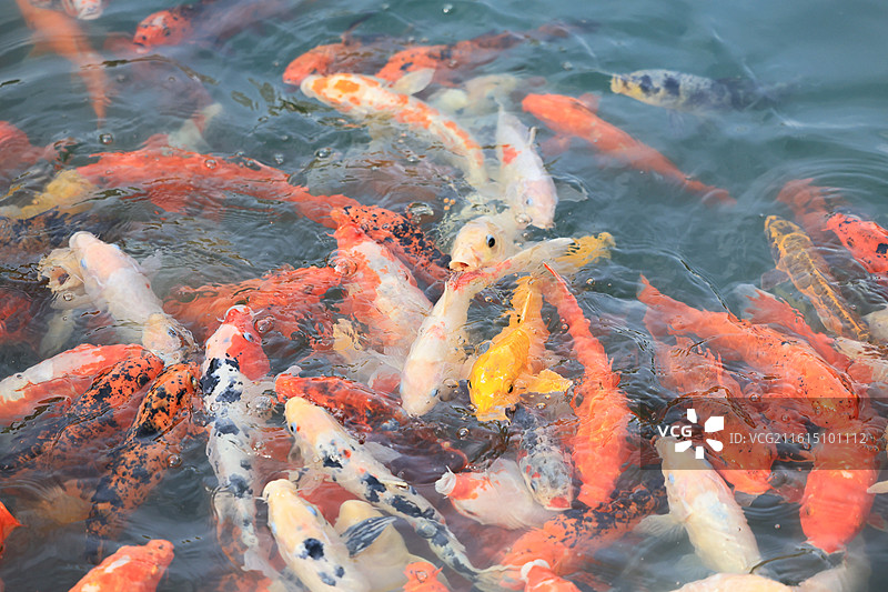 池塘阳光下的锦鲤图片素材