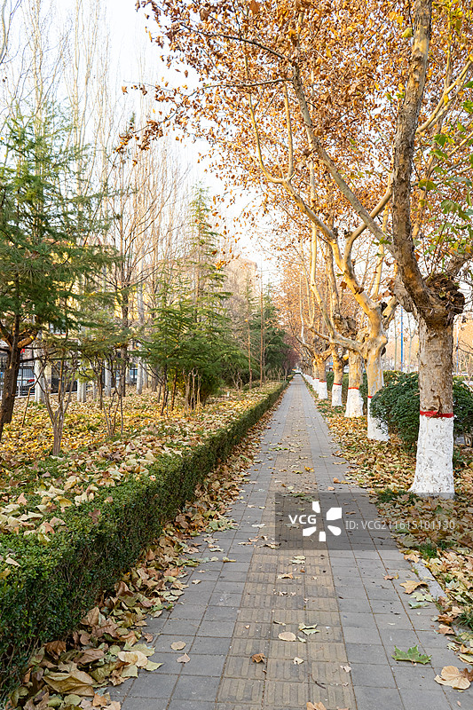 中国城市道路步行道路拍摄主题，延伸的公路马路林荫大道和两侧绿色的法国梧桐树，户外白昼无人图像摄影图片素材