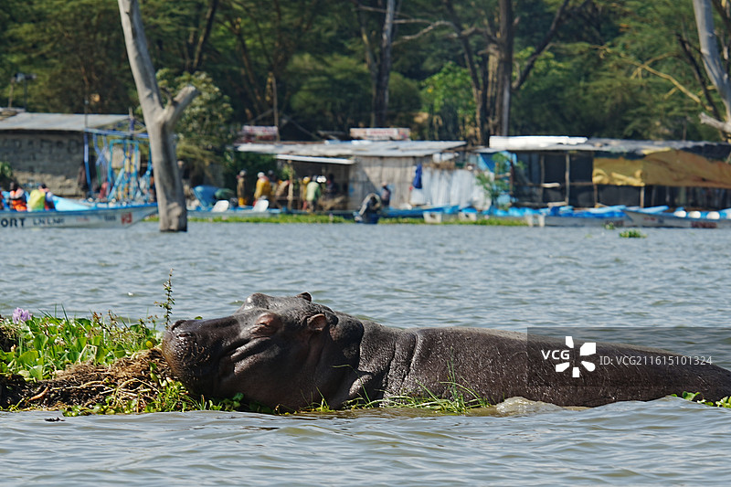 纳库鲁街景图片素材