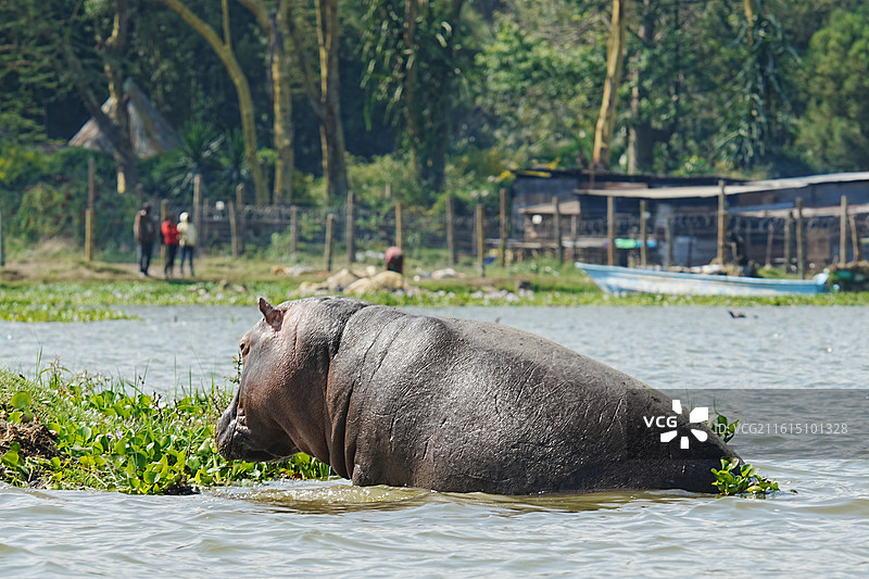 纳库鲁街景图片素材