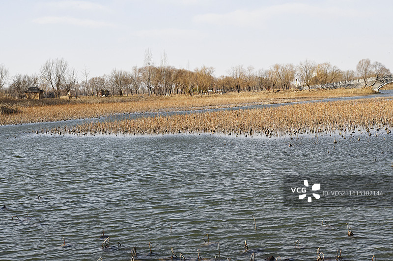 山东淄博高青县天鹅湖湿地公园冬日美景图片素材