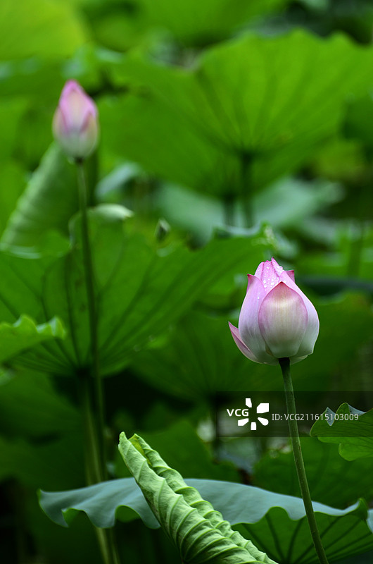 夏天池塘里含苞待放的荷花特写图片素材