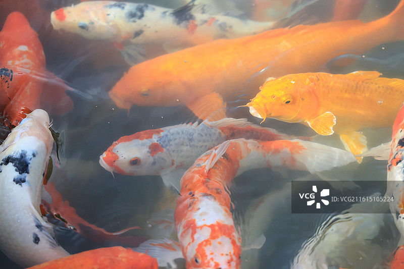 锦鲤，好运、幸运、吉祥、富贵、繁荣、成功、祝福、年年有余。图片素材