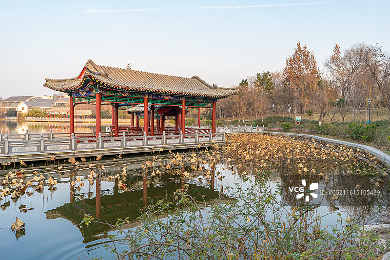 中国山东省济宁市泗水县圣源湖公园，一轴一水四区，亭子旁边的枯萎的荷叶莲蓬头，户外白昼无人图像摄影图片素材