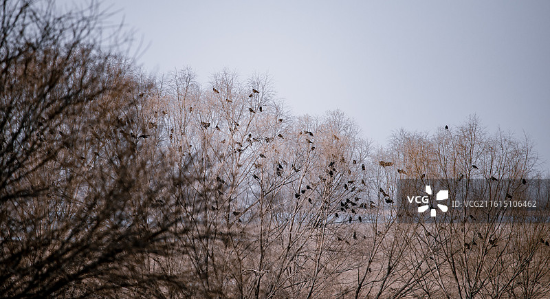 黄河湿地公园 河南省郑州市图片素材