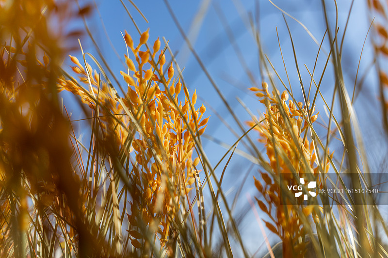 地上作物仰天生长的特写镜头图片素材