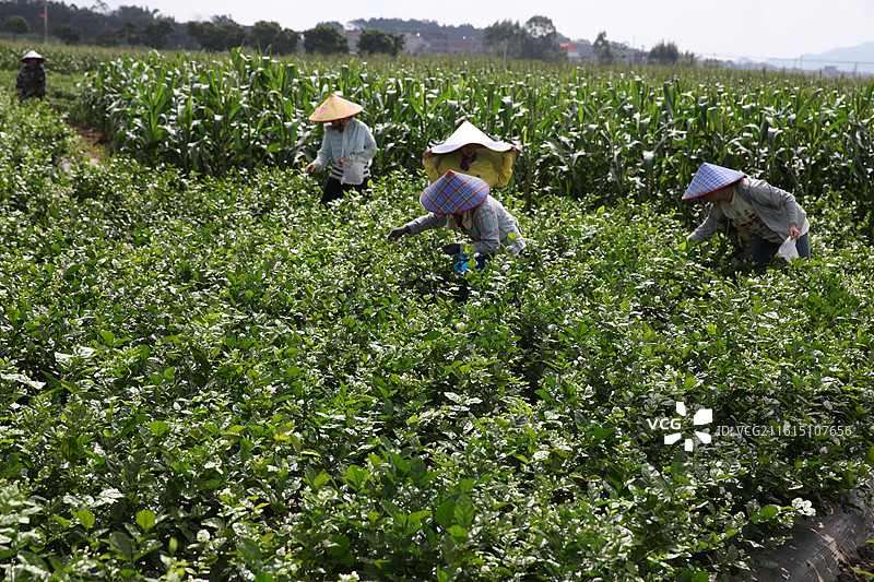广西横州市陶圩镇茉莉花图片素材