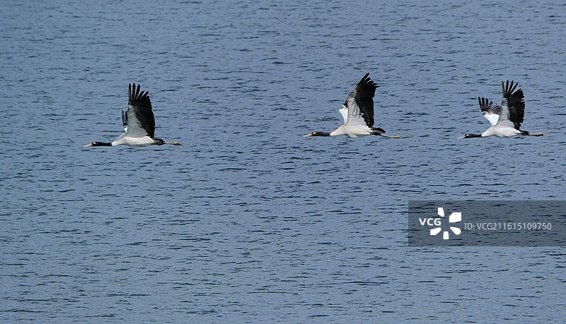云南昭通大山包蓝天水面展翅飞翔的珍稀鸟类黑颈鹤图片素材