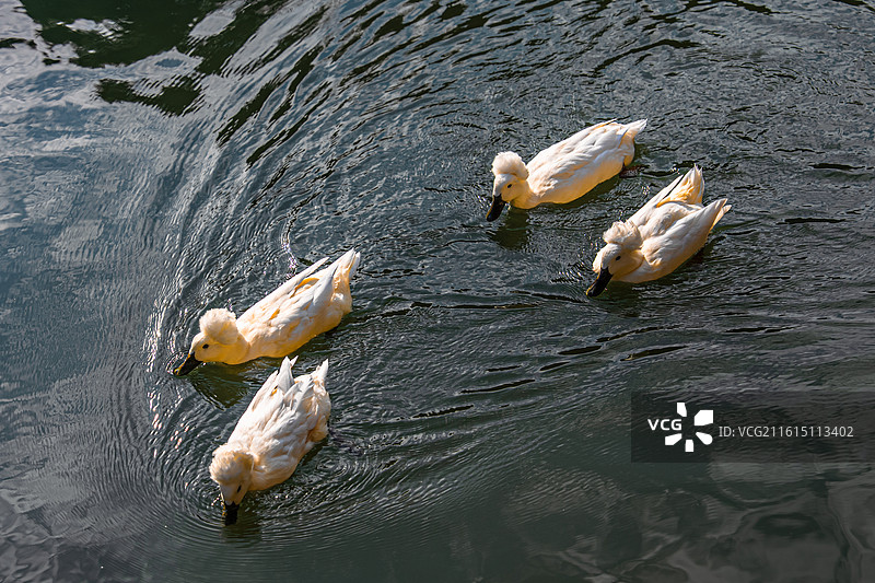 南京瞻园 金陵第一园 凤头白鸭 古建筑 江南古典园林 中式美学图片素材