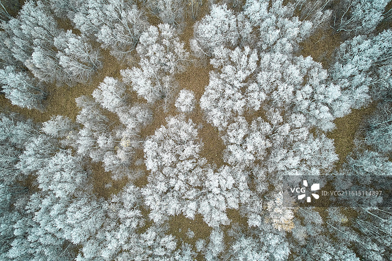俯视白桦树雾凇内蒙古赤峰乌兰布统风光图片素材