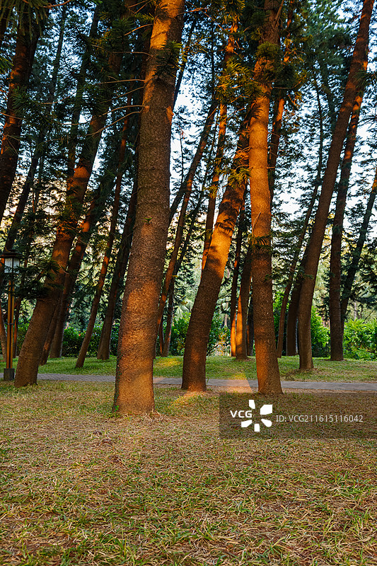 广州华南植物园秋天森林里生长的树木图片素材