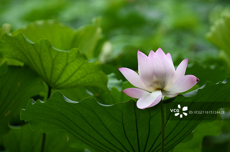 夏天池塘里绽放的荷花特写图片素材