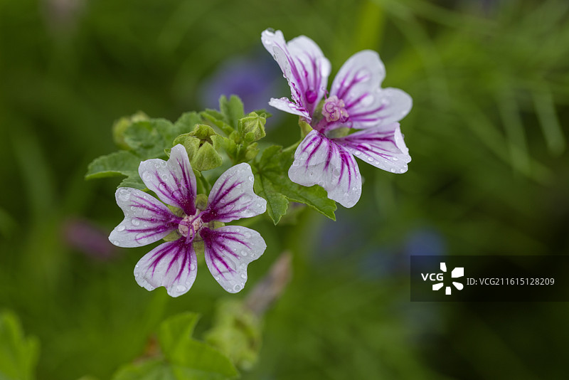 锦葵花图片素材