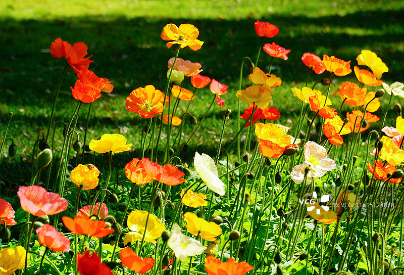 翠湖公园春季虞美人花海图片素材