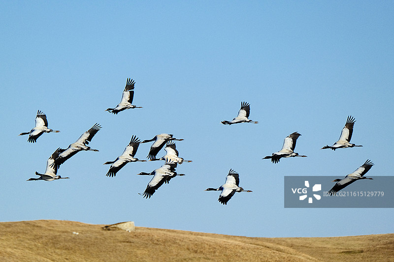 云南昭通大山包蓝天水面展翅飞翔的珍稀鸟类黑颈鹤图片素材