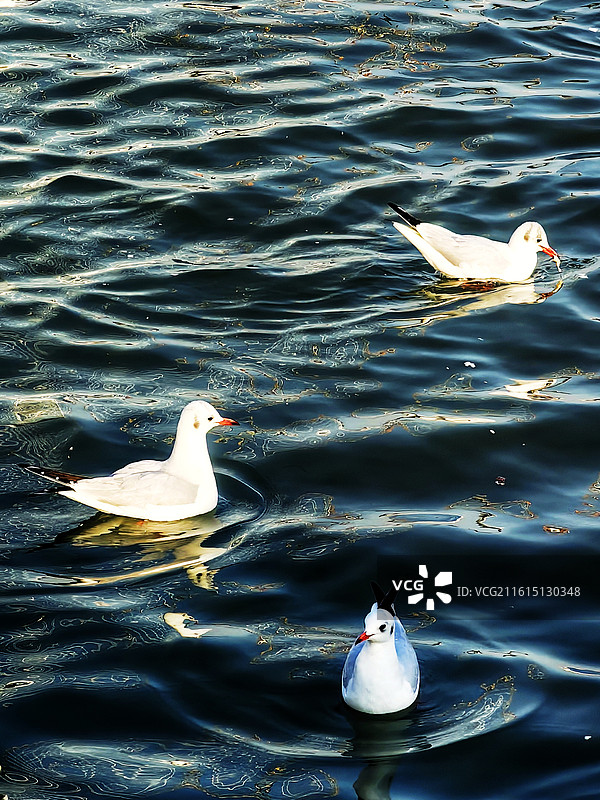 无锡太湖红嘴鸥图片素材