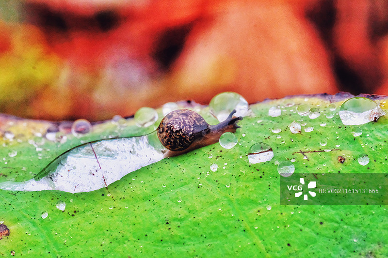 秋天秋雨季爬行的小蜗牛。风景背景图壁纸图片素材
