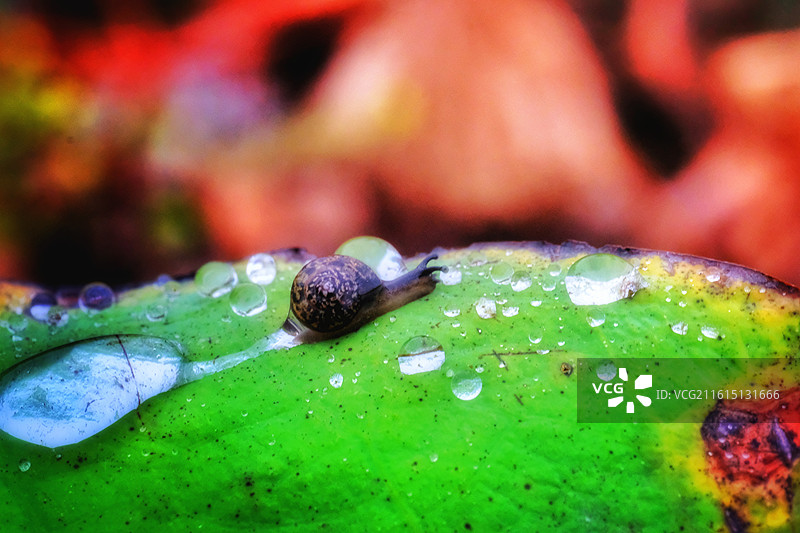 秋天秋雨季爬行的小蜗牛。风景背景图壁纸图片素材