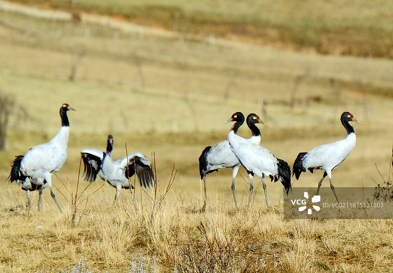 云南昭通大山包高原栖息的国家一级保护动物黑颈鹤图片素材
