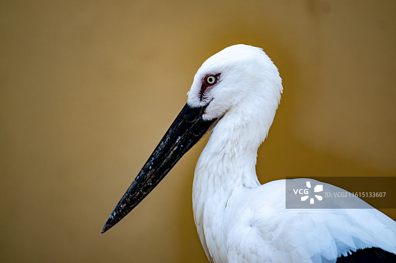 东方白鹳图片素材