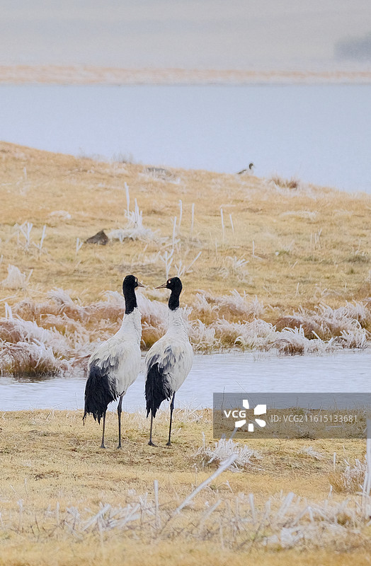 云南昭通大山包冬天寒冷冰雪雾凇黑颈鹤图片素材