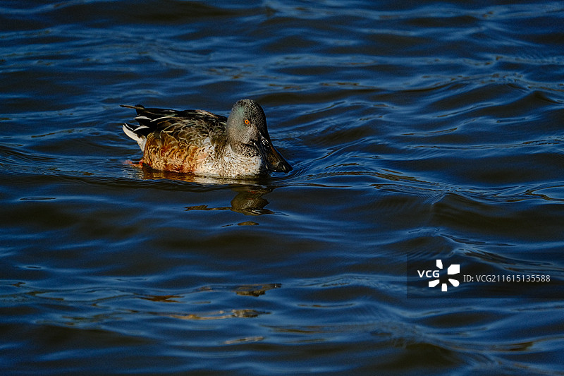 云南曲靖会泽大桥乡念湖野鸭鸟游水特写图片素材