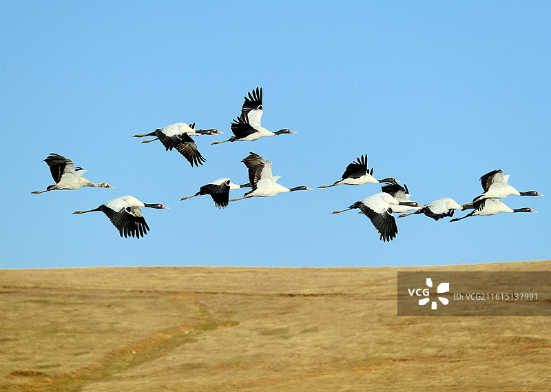 云南昭通大山包蓝天水面展翅飞翔的珍稀鸟类黑颈鹤图片素材