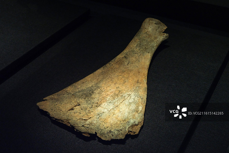 刻辞卜骨 商代 河南安阳小屯 中国考古博物馆（中国历史研究院）宅兹中国展厅图片素材