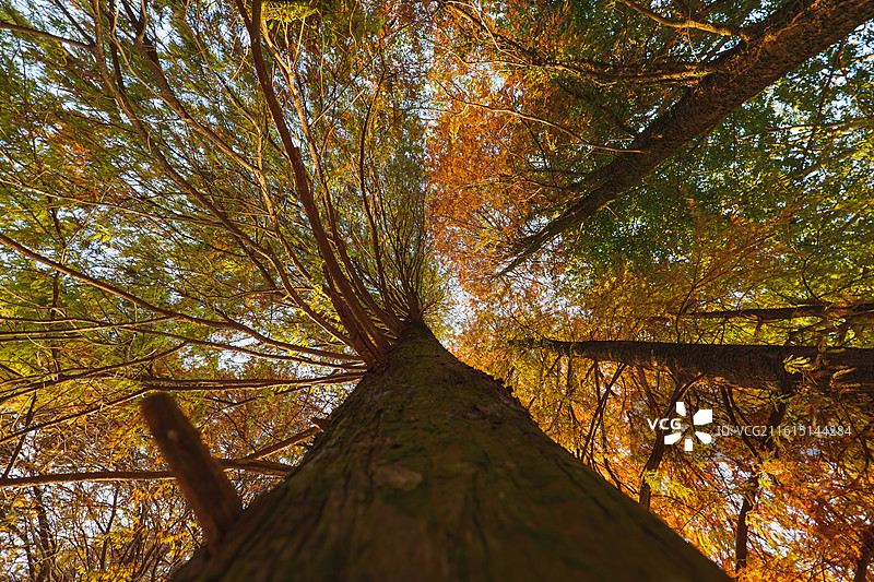 广州华南植物园秋季森林树木落羽杉的低角度视图图片素材