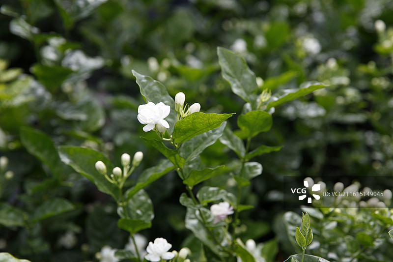 广西横州市陶圩镇茉莉花图片素材