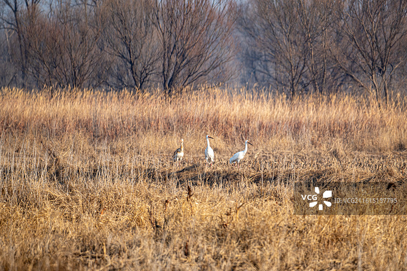东方白鹳图片素材