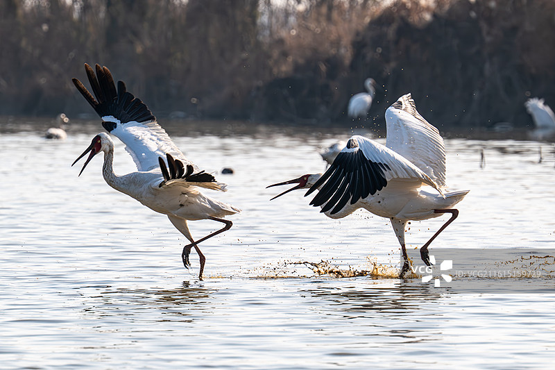 水畔争锋图片素材