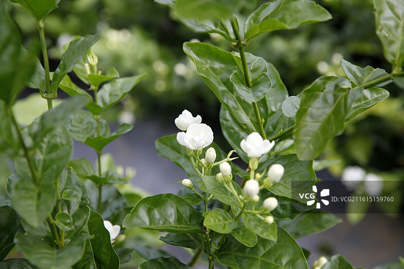 广西横州市陶圩镇茉莉花图片素材