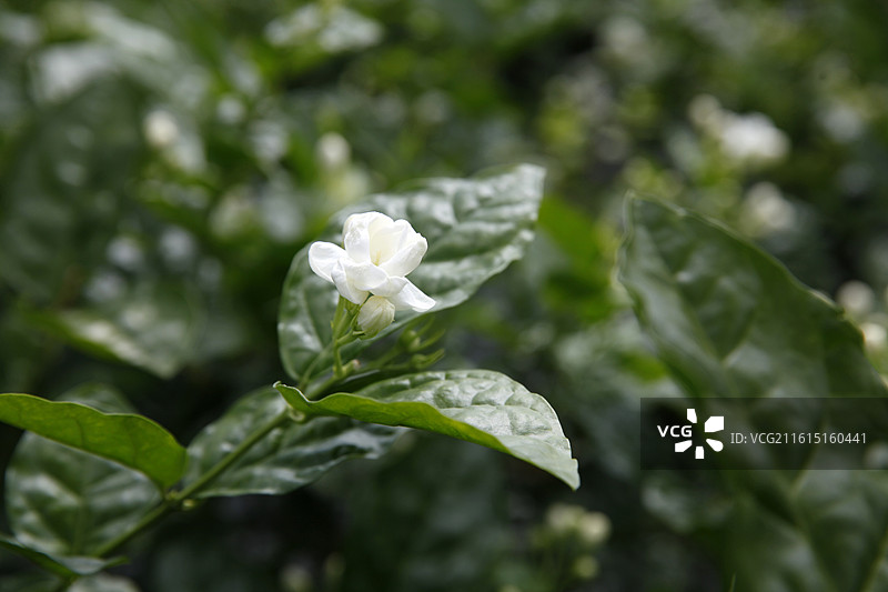 广西横州市陶圩镇茉莉花图片素材