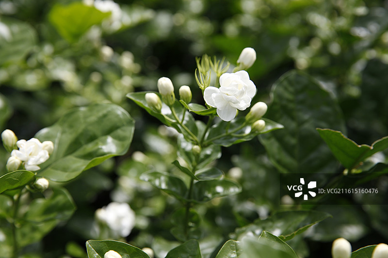 广西横州市陶圩镇茉莉花图片素材
