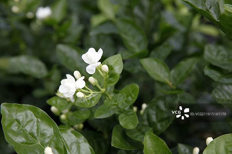 广西横州市陶圩镇茉莉花图片素材