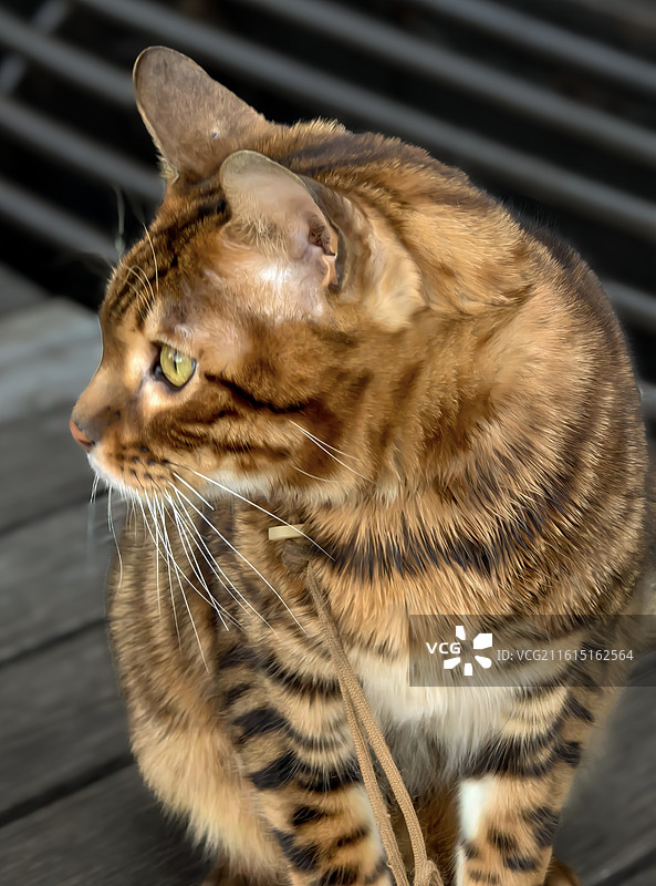 “回眸”～豹猫特写图片素材