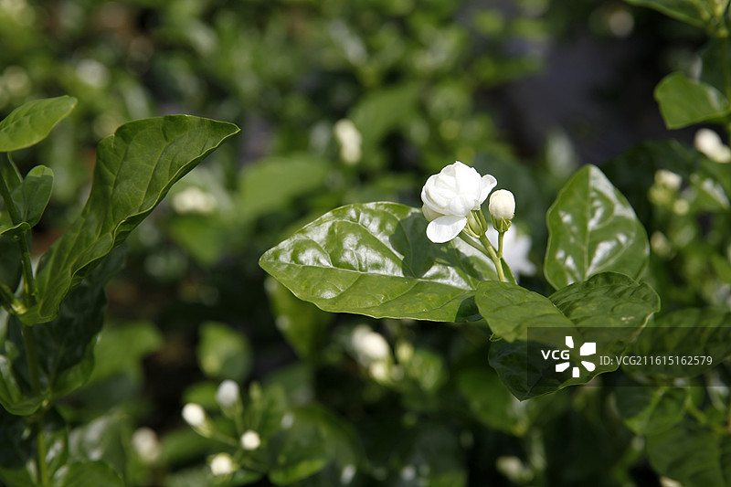 广西横州市陶圩镇茉莉花图片素材