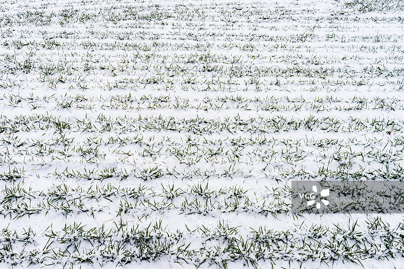 中国野生植物和野外植物拍摄主题，春天的田地里生长出一片绿色的小麦麦田，户外白昼无人图像摄影图片素材