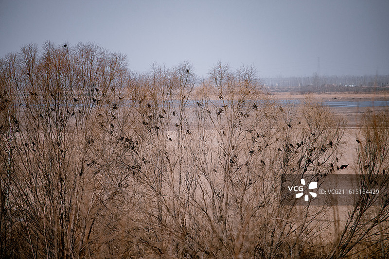 黄河湿地公园 河南省郑州市图片素材
