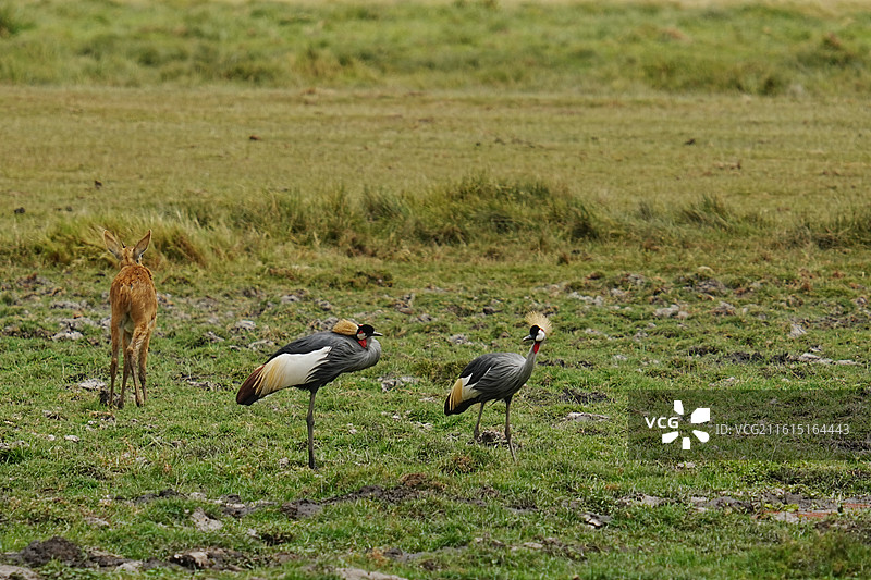 安博塞利国家公园野生动物图片素材