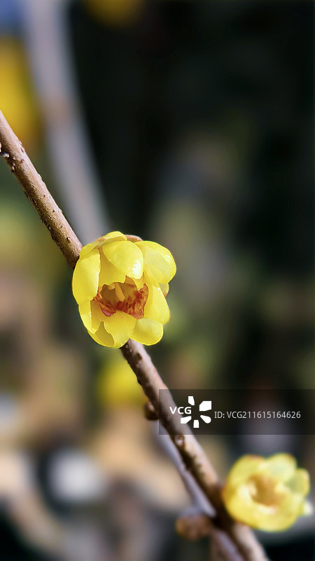 冬季的腊梅花图片素材