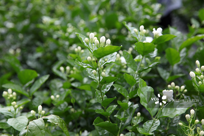 广西横州市陶圩镇茉莉花图片素材