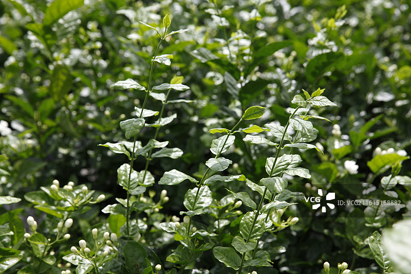 广西横州市陶圩镇茉莉花图片素材