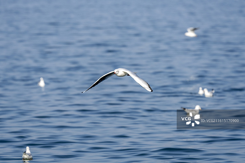 丹江水库海鸥红嘴鸥水鸟群候鸟湖泊湖景自然风光图片素材