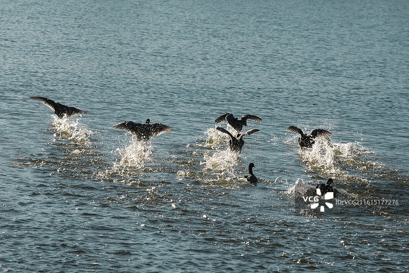 《展翅欲飞的野鸭子》图片素材
